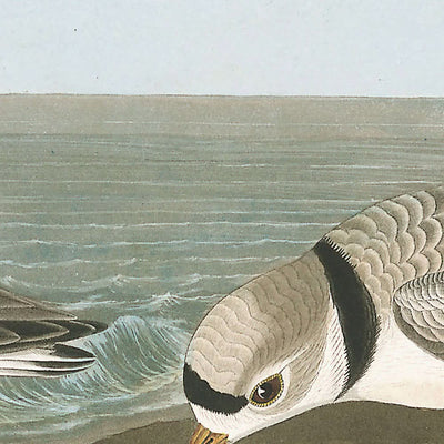 Sandregenpfeifer von John James Audubon, 1827