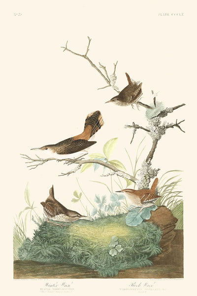 Cucarachero de invierno y cucarachero de roca, de John James Audubon, 1827