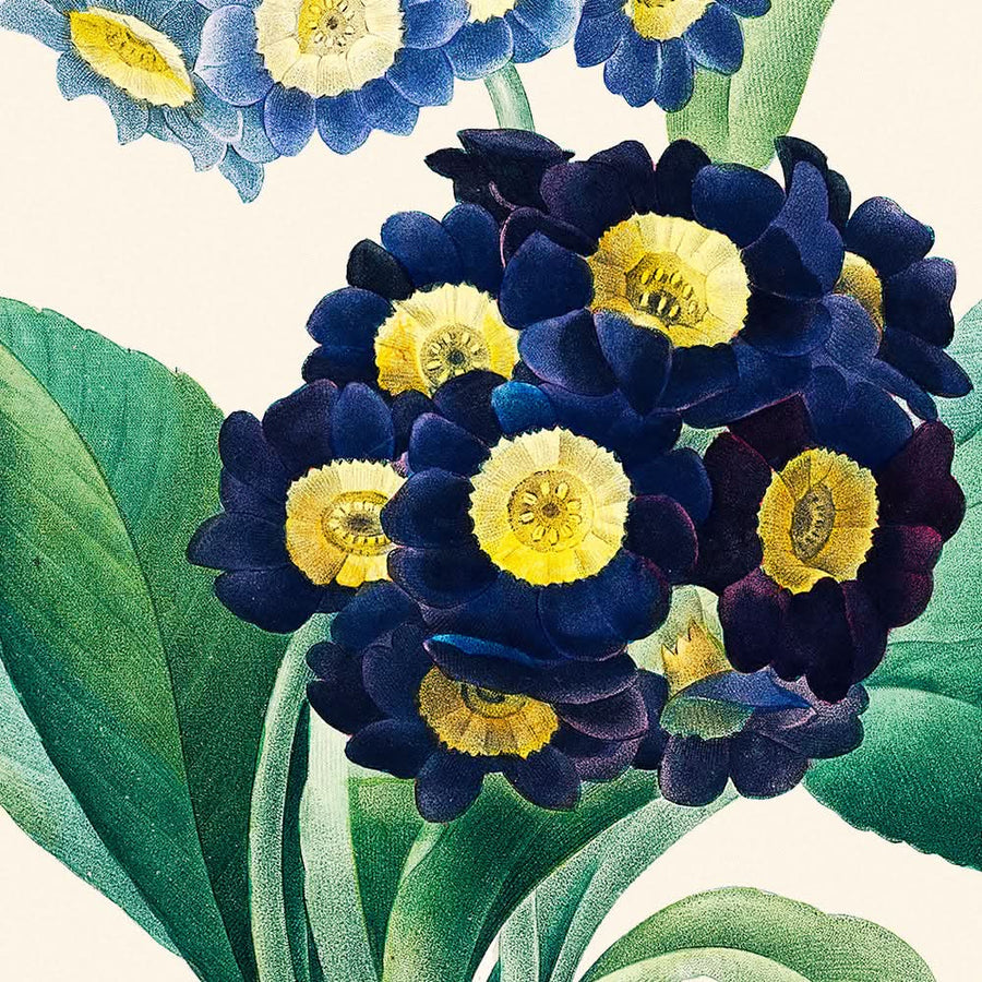 Primula Cowslip di Pierre-Joseph Redouté, 1802 
