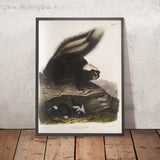 Common American Skunk (Mephitis Americana) by John Woodhouse Audubon, 1845