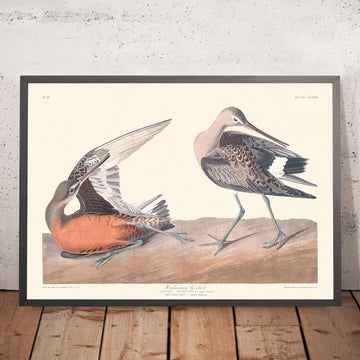 Godwit Hudsoniano di John James Audubon, 1827 
