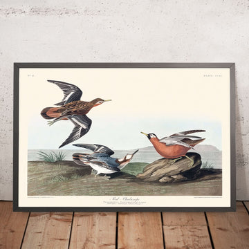 Phalarope rosso di John James Audubon, 1827 