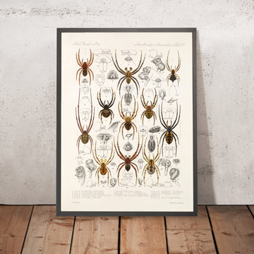 A framed image of 