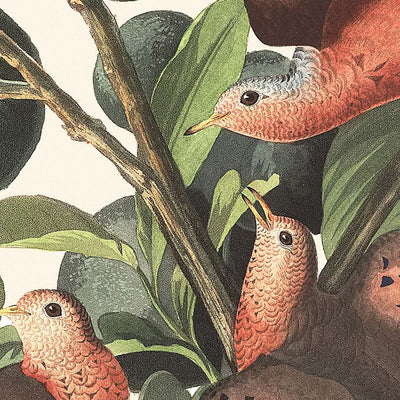 Ground Dove Platte 182 von John James Audubon 1827 