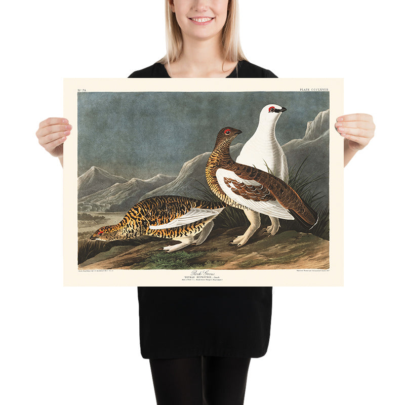 Gallo cedrone di John James Audubon, 1827 