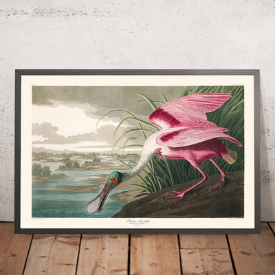 A framed image of Roseate Spoonbill by John James Audubon, 1827