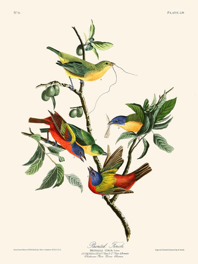 Pinson peint par John James Audubon, 1827