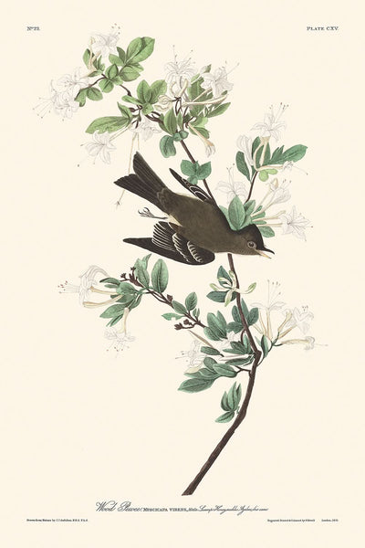 Pioui des bois de John James Audubon, 1827