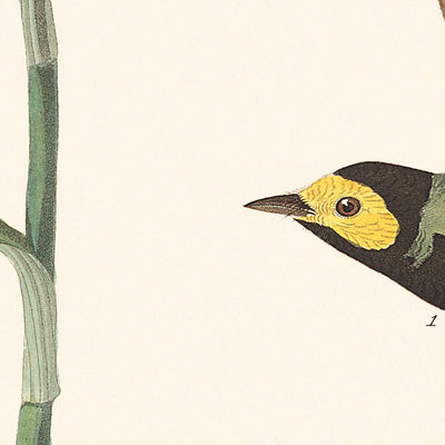 Fauvette à capuchon par John James Audubon, 1827