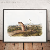Mexican Ground Squirrel (Spermophilus mexicanus) by John Woodhouse Audubon, 1845
