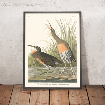 Ein gerahmtes Bild von Salt Water Marsh Hen von John James Audubon, 1827