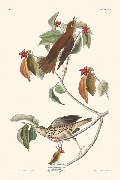 Zorzal de bosque, de John James Audubon, 1827