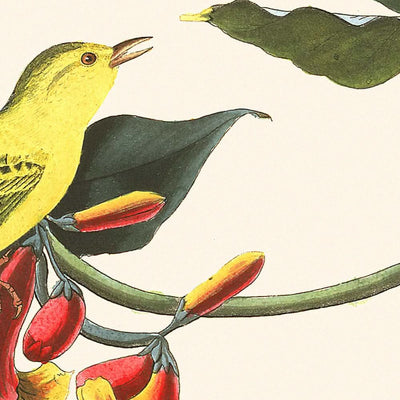 Rathbone Warbler by John James Audubon 1827