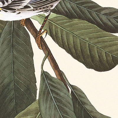 Yellow Throated Warbler by John James Audubon, 1827