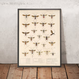 Bees, Wasps and Ants (Hymenoptera, Plate 15) by Frederick DuCane Godman, 1879