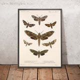 Moths (Lepidoptera-Heterocera, Plate 72) by Frederick DuCane Godman, 1879