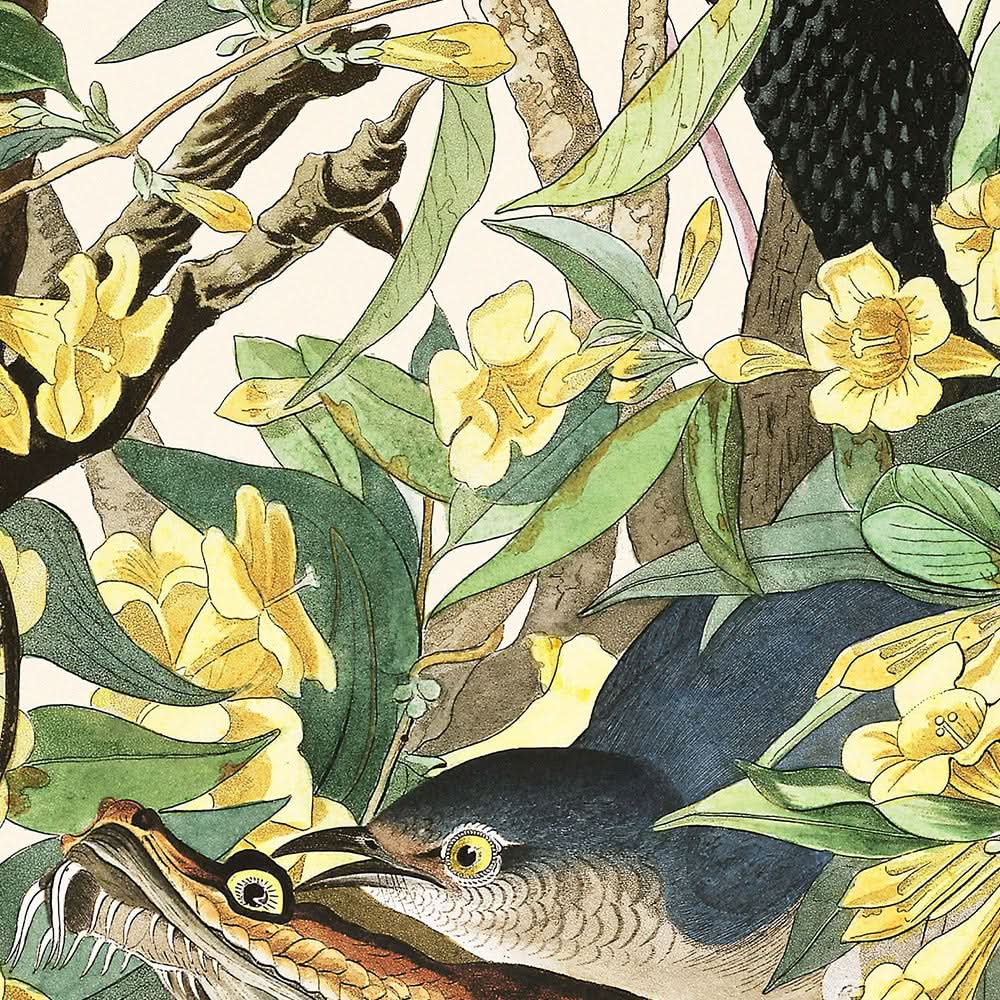 Pájaro sinsonte de John James Audubon, 1827