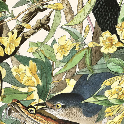 L'oiseau moqueur de John James Audubon, 1827