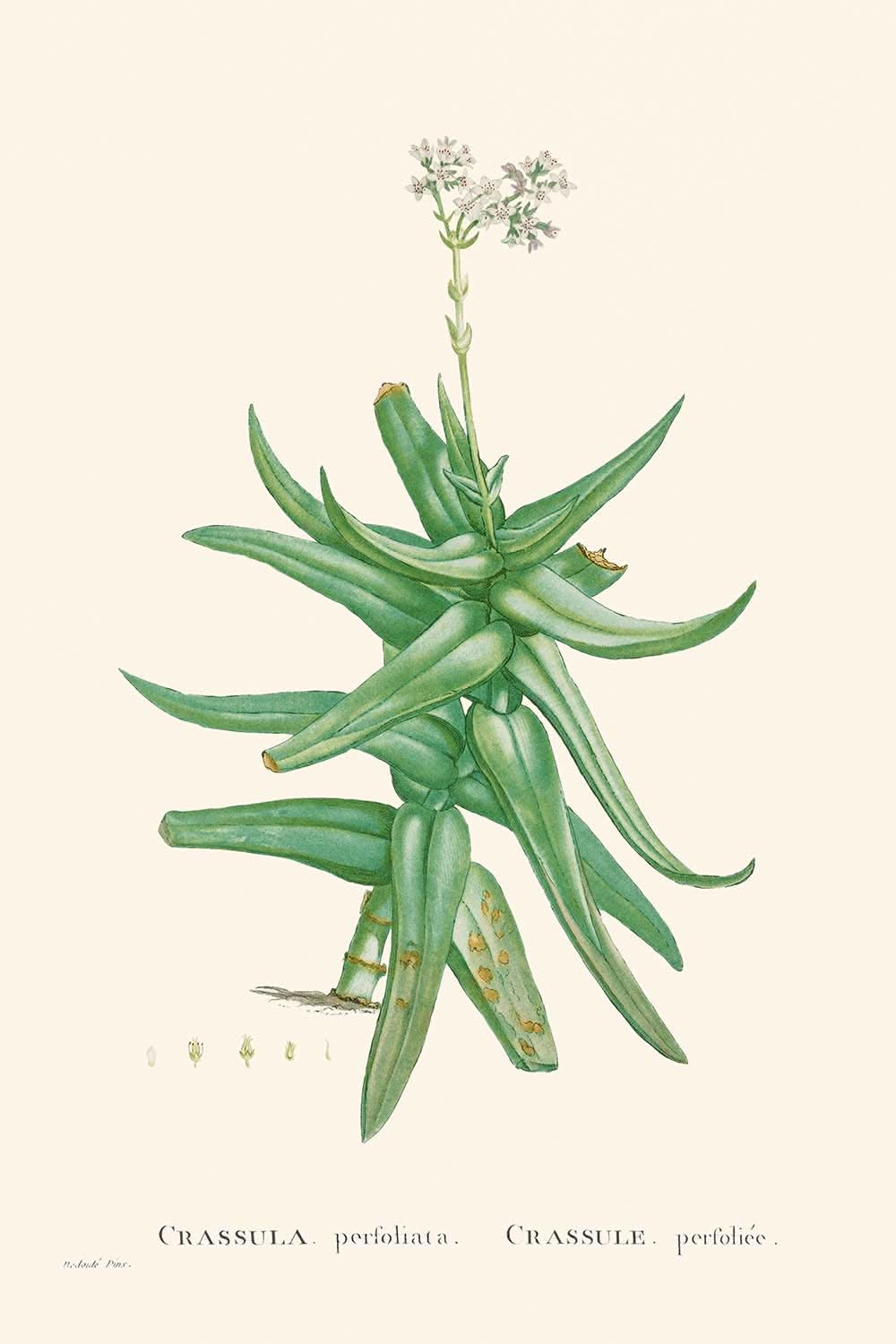 Crassula roja de hoja falciforme de Pierre-Joseph Redouté, 1802