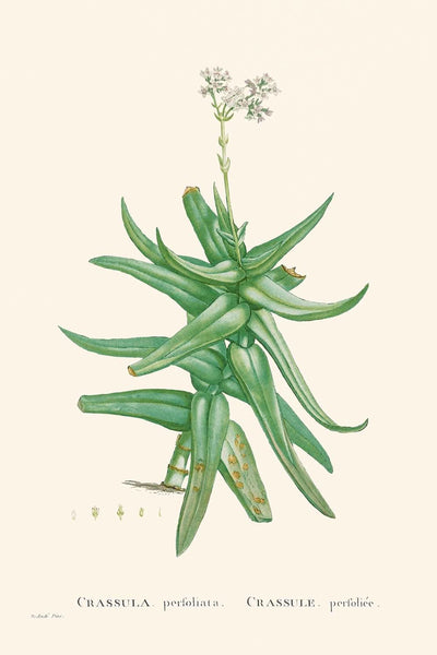 Crassula roja de hoja falciforme de Pierre-Joseph Redouté, 1802