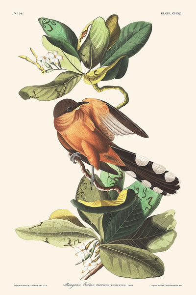 Mangrovenkuckuck von John James Audubon, 1827