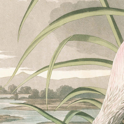 Roseate Spoonbill by John James Audubon, 1827