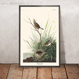 Sharp-tailed Finch by John James Audubon, 1827