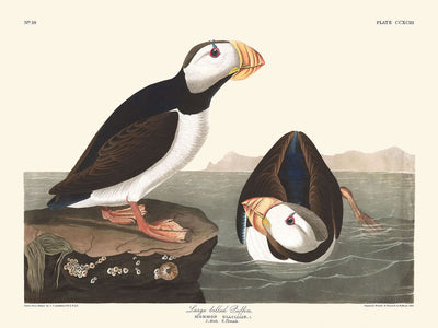 Frailecillo de pico grande, de John James Audubon, 1827