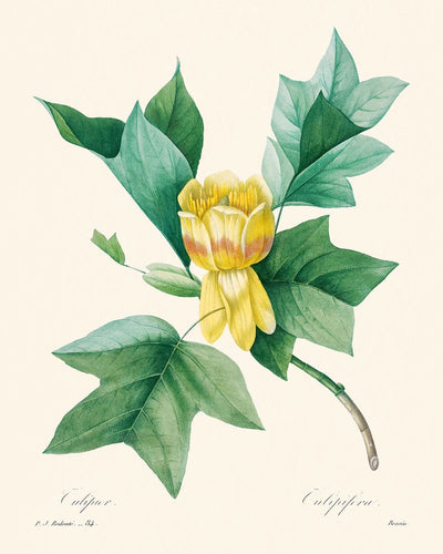 Tulipífera de Pierre-Joseph Redouté, 1802