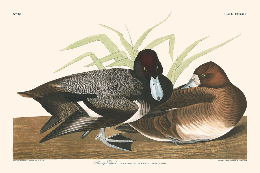 Anatra Scaup di John James Audubon 1827 