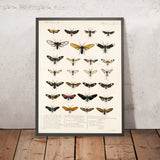 Moths (Lepidoptera: Heterocera, Plate 008) by Frederick DuCane Godman, 1879