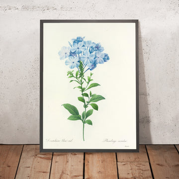 A framed image of Plumbago coerulea (Plate 34) by Pierre Joseph Redouté, 1827