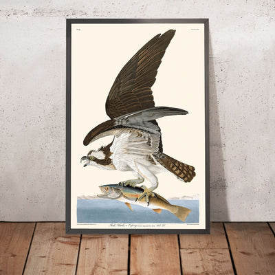 Fish Hawk, or Osprey by John James Audubon, 1827