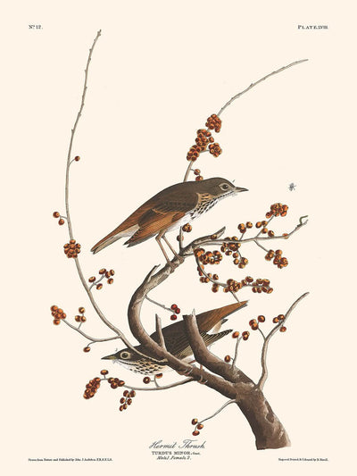 Zorzal ermitaño, de John James Audubon, 1827