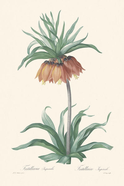 Fritillaria Imperialis von Pierre-Joseph Redouté, 1802