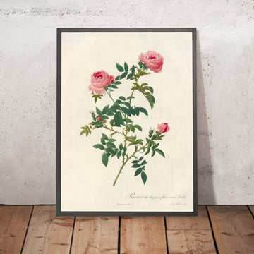 A framed image of Semi-Double Hedge Rose (Rosa sepium flore submultiplici) by Pierre Joseph Redouté, 1817