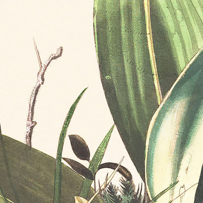 Cucarachero de John James Audubon, 1827