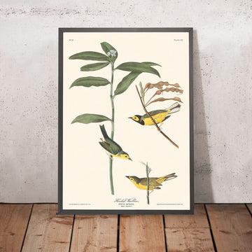 Warbler con cappuccio di John James Audubon, 1827 