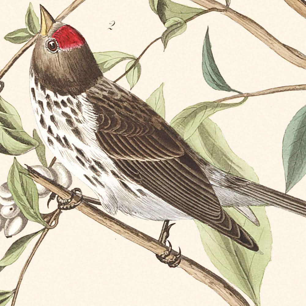 Lesser Red-Poll by John James Audubon, 1827