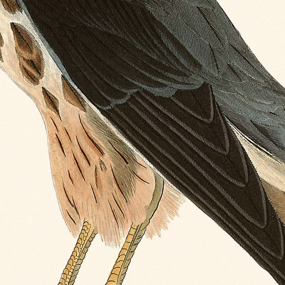 Le Petit Caporal von John James Audubon, 1827