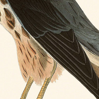 Der kleine Kaporal (Merlin) von John James Audubon, 1827 