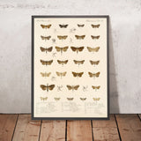 Moths (Lepidoptera-Heterocera, Plate 40) by Frederick DuCane Godman, 1879