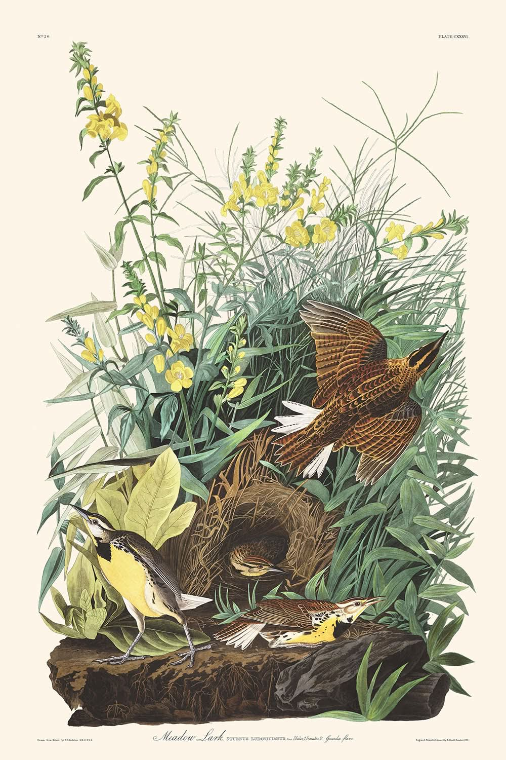 Wiesenlerche von John James Audubon, 1827