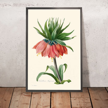 Couronne Impériale Fritillaire de Pierre-Joseph Redouté, 1827