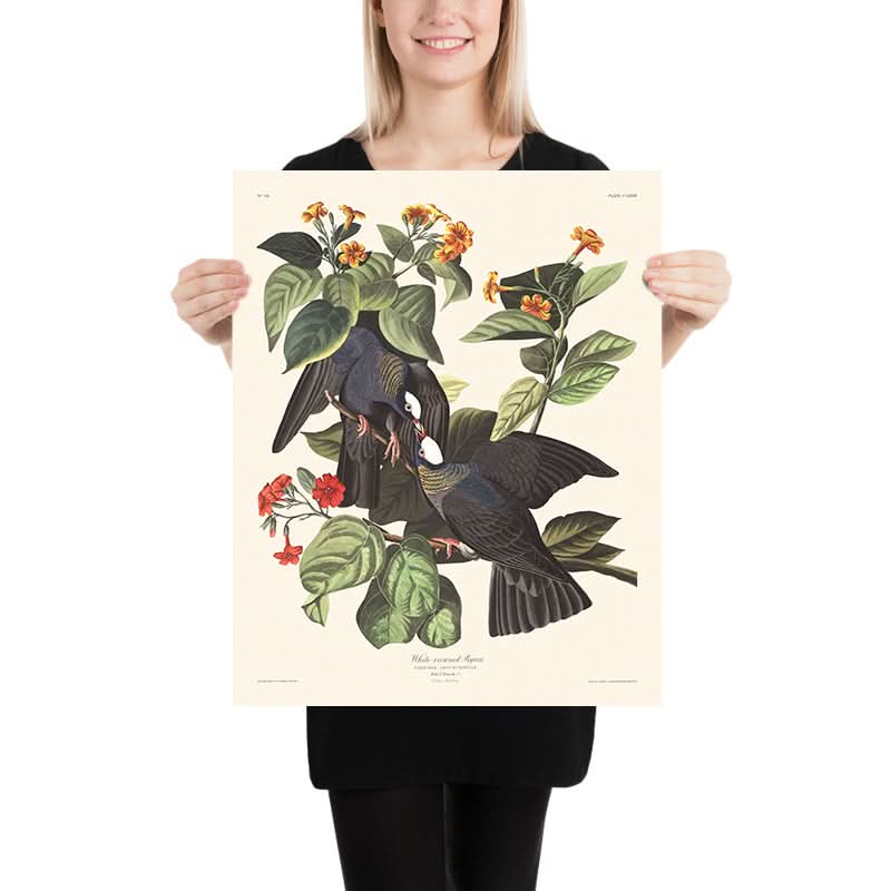 Piccione dalla corona bianca di John James Audubon, 1827 