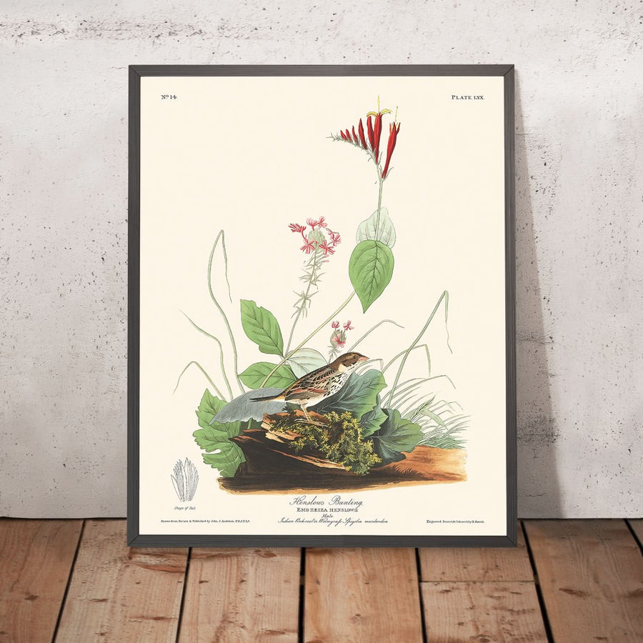 Il Bunting di Henslow di John James Audubon, 1827 