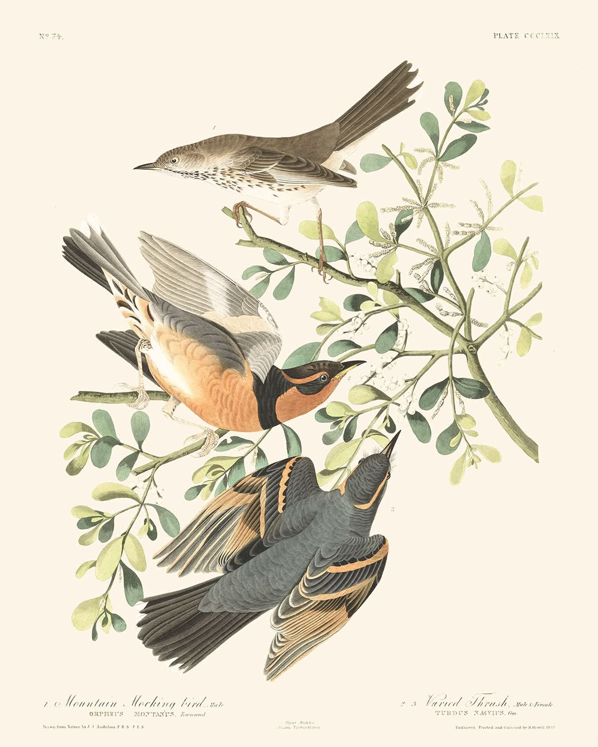 Bergmockingbird und variierter Drossel von John James Audubon, 1827 