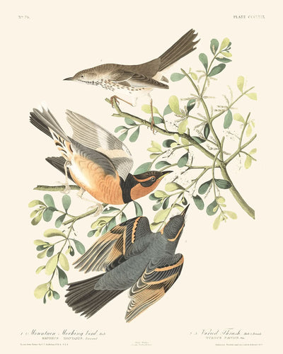 Bergspottdrossel und Buntdrossel von John James Audubon, 1827