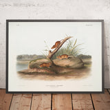 Orange-colored Mouse (Mus aureolus) by John Woodhouse Audubon, 1845