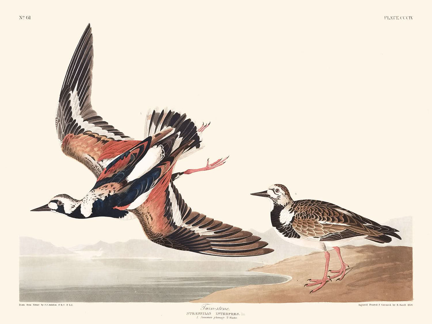 Turn-stone by John James Audubon, 1827